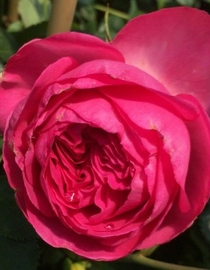 Baum- u. Rosenschule Kühr Pink Eden Rose ®